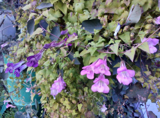 Моя первая азарина цвела розовыми и фиолетовыми венчиками, фото автора