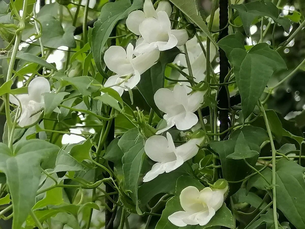 Азарина с белыми цветами, фото автора