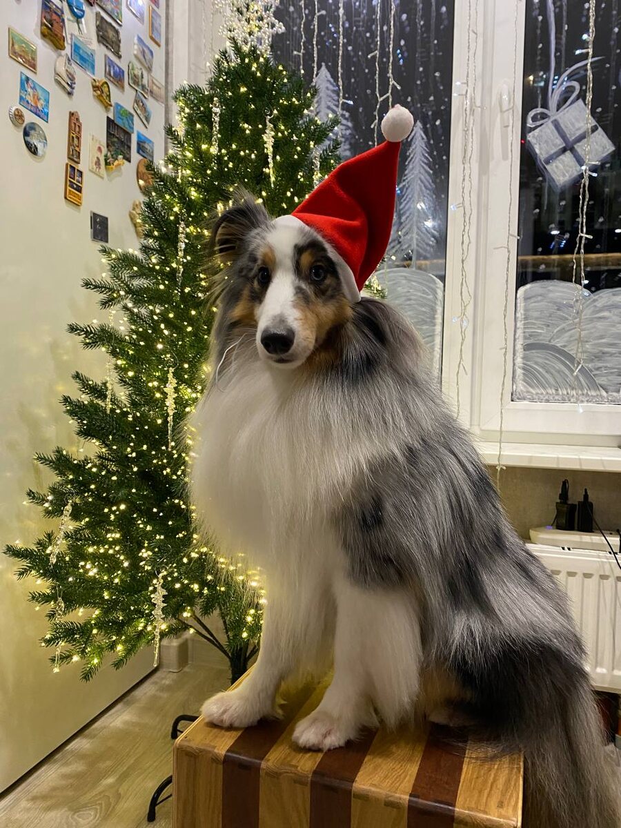 Санта Грогу 