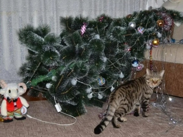 Да кто тебе посмел сказать,  что эта ель должна стоять?