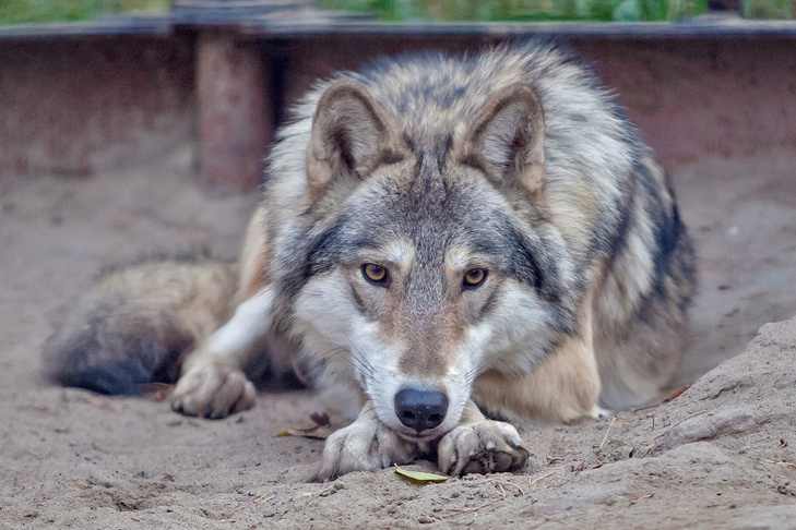    Фото Новосибирского зоопарка