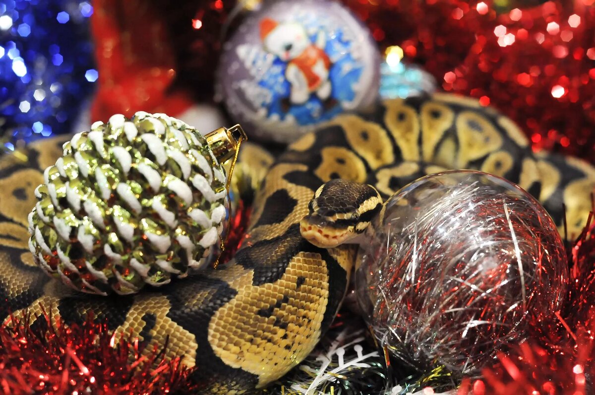 
© РИА Новости / Алексей Сухоруков
