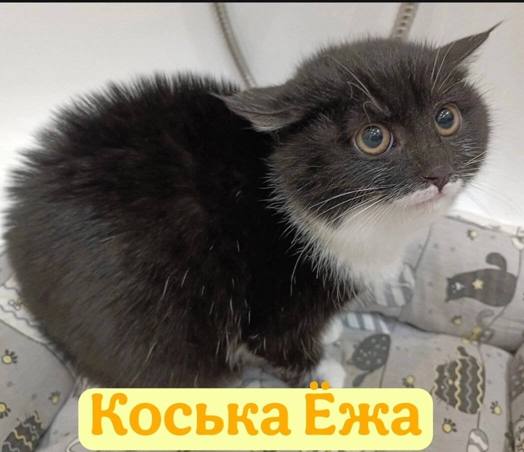 Аллергия? Сразу на улицу! А ведь можно найти временное пристанище у родственников, друзей, даже на платных передержках и искать новых хозяев 