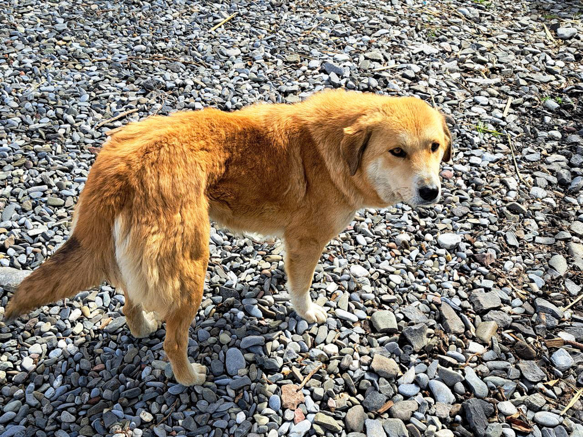 Ранее на нападения бездомных животных пожаловались жители.  Фото: ФедералПресс / Вера Романескул