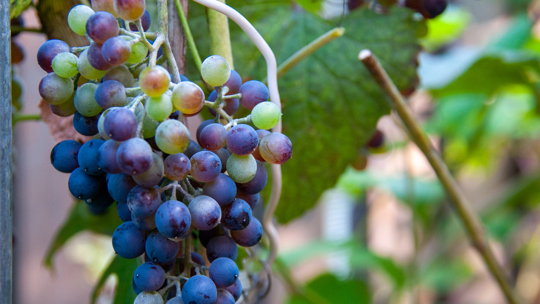    Фото: Svetlana Vozmilova/Global Look Press