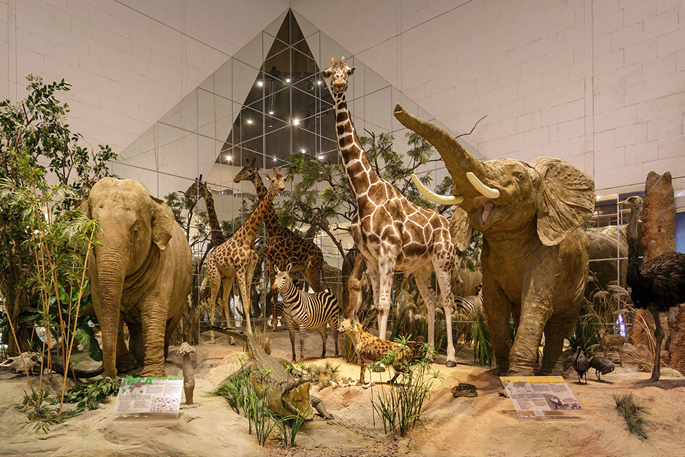    © Государственный Дарвиновский музей