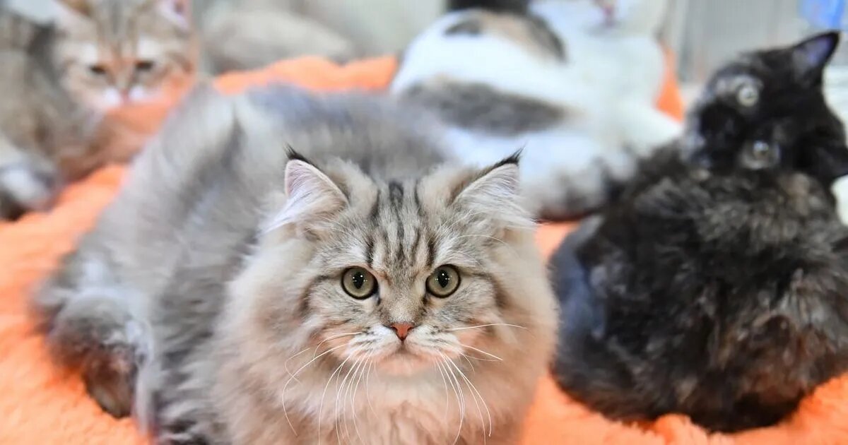 Наталья Селиверстова / РИА Новости
