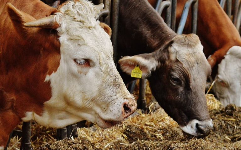    Свыше 42 тысяч телят получено в сельхорганизациях Оренбуржья Алла Черкесатова