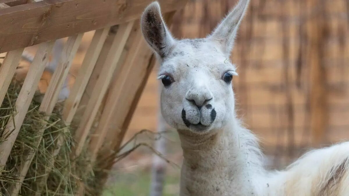     Источник: ЦПКиО