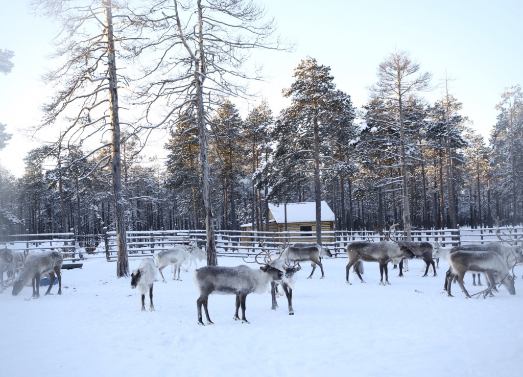    Власти Югры намерены покупать продукцию у коренных народов