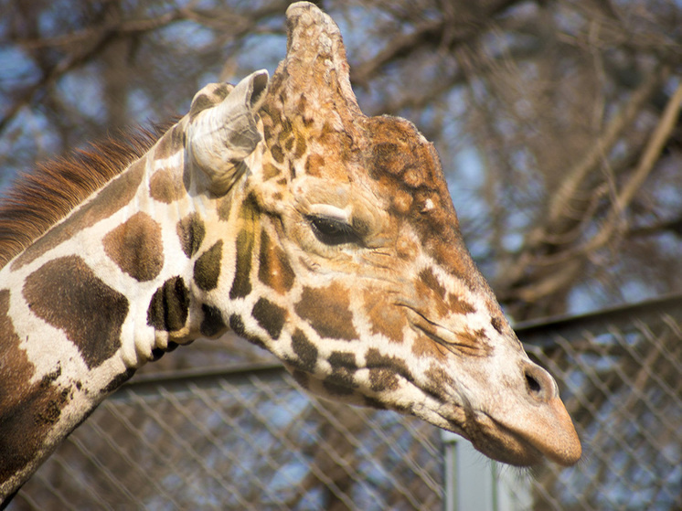 Жираф Самсон, 2014 год. Фото: Rigelus/wikipedia/CC BY-SA 3.0