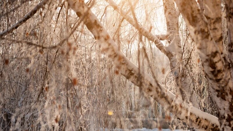     Зима в Барнауле, 24 декабря 2024. Дмитрий Лямзин