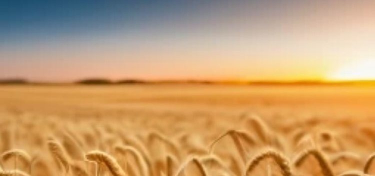    Зерновые итоги Россельхознадзора 2024