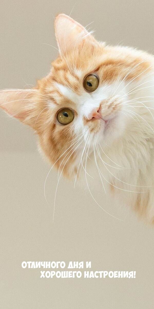 Фото из сети Интернет