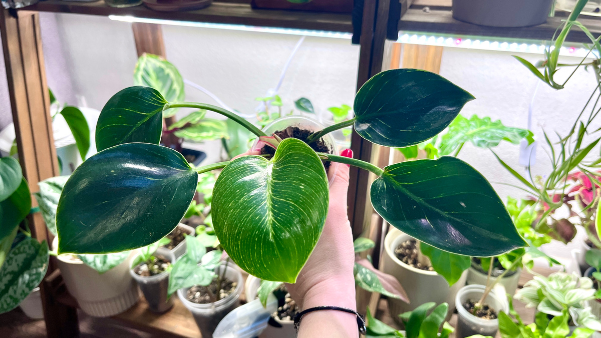 Филожендрон Биркин.