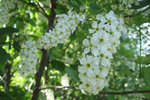 черемуха Цветение сорта Памяти Саламатова