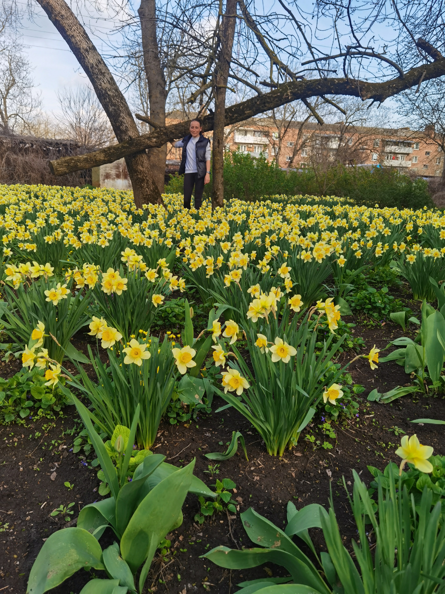 Рукотворная поляна нарциссов в посадках у железнодорожных путей