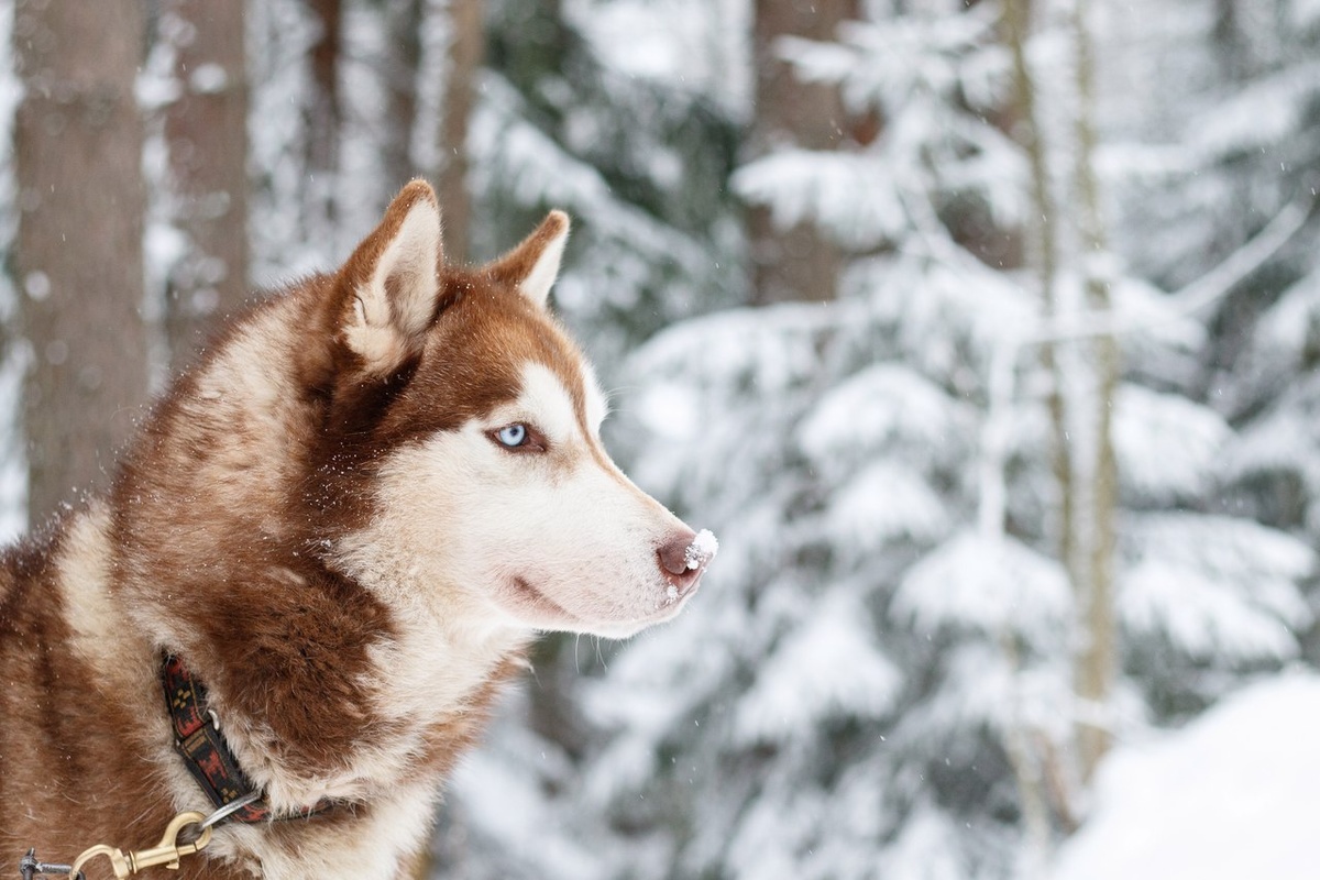 Как поддержать здоровье собаки в зимний период?