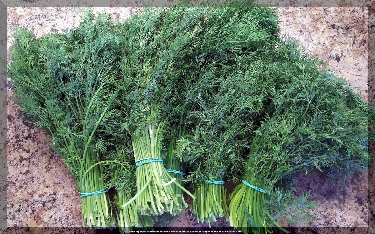 https://vk.com/photo-159774511_457268433. Укроп "Богатолистный"