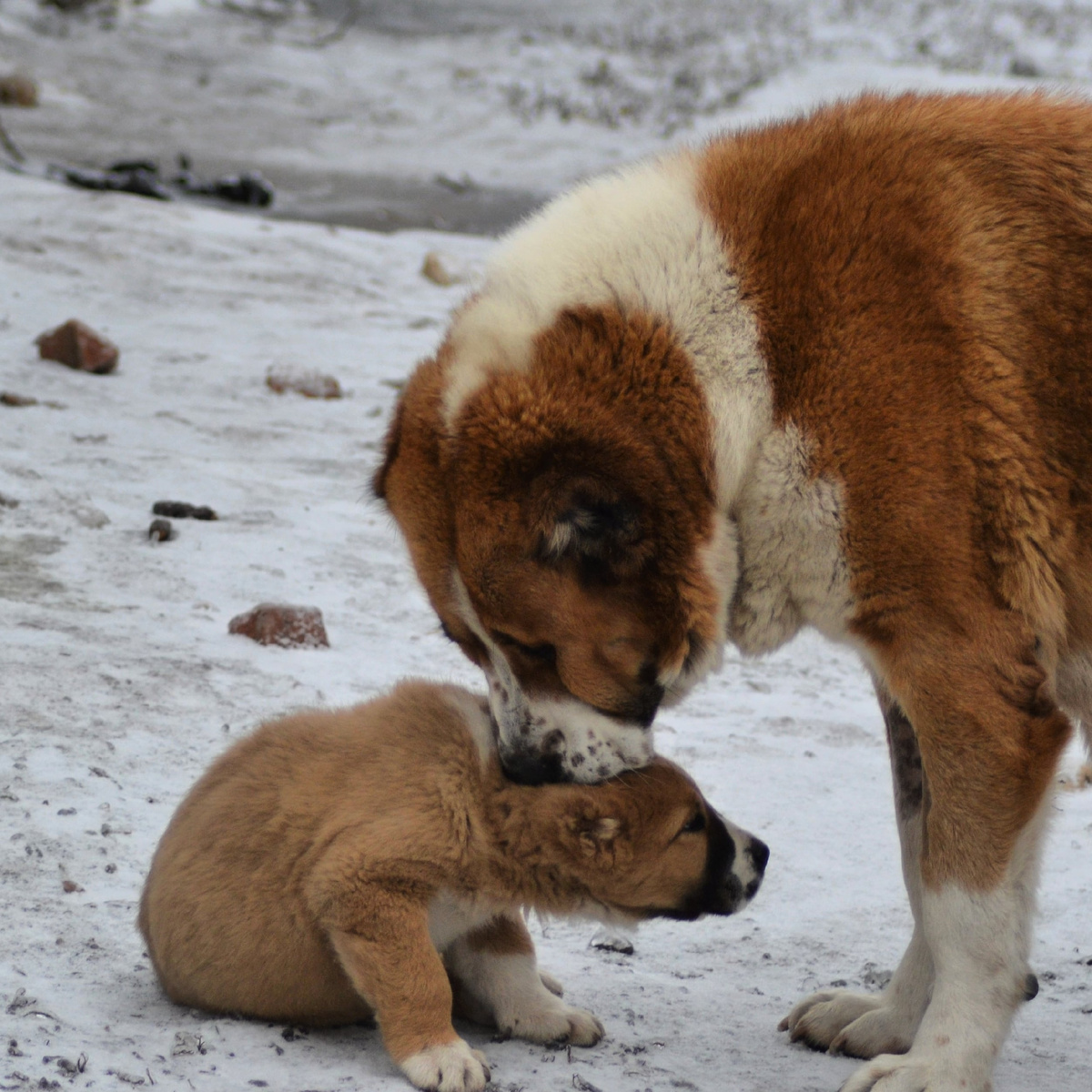 Сара с щенком
