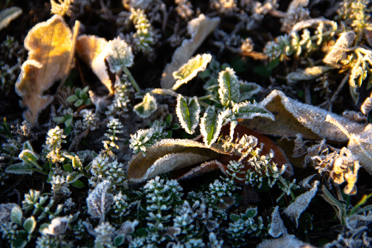 Фото автора, утрення наморозь