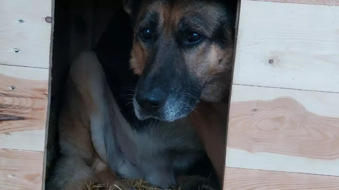     Источник: vk.com/dinoclub