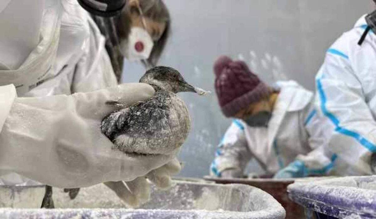     Спасение птиц на Кубани. Источник: kommersant.ru Автор фото: Александр Черных