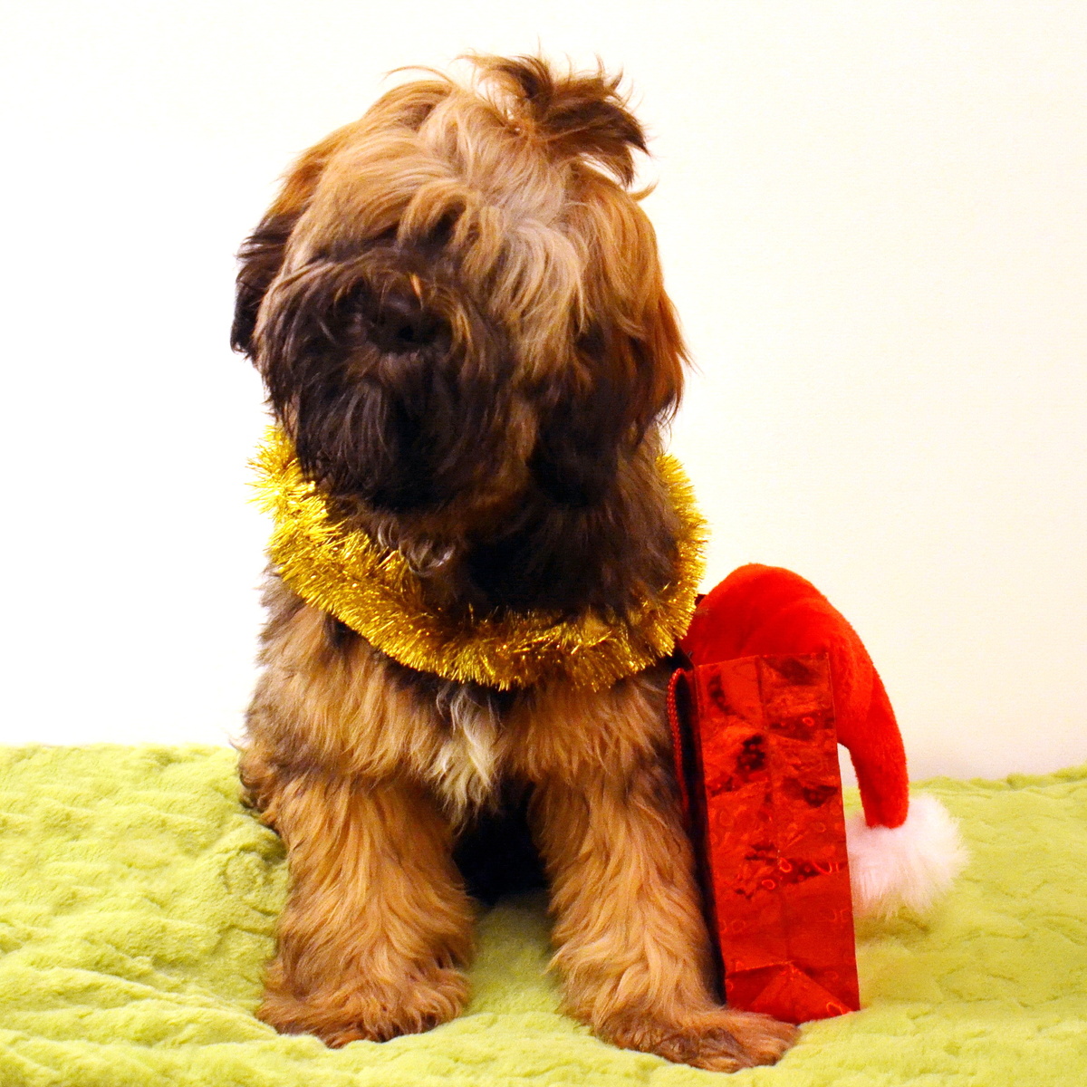 Пятимесячный щенок тибетского терьера Меларен готовится встречать Новый год. Фото из личного архива