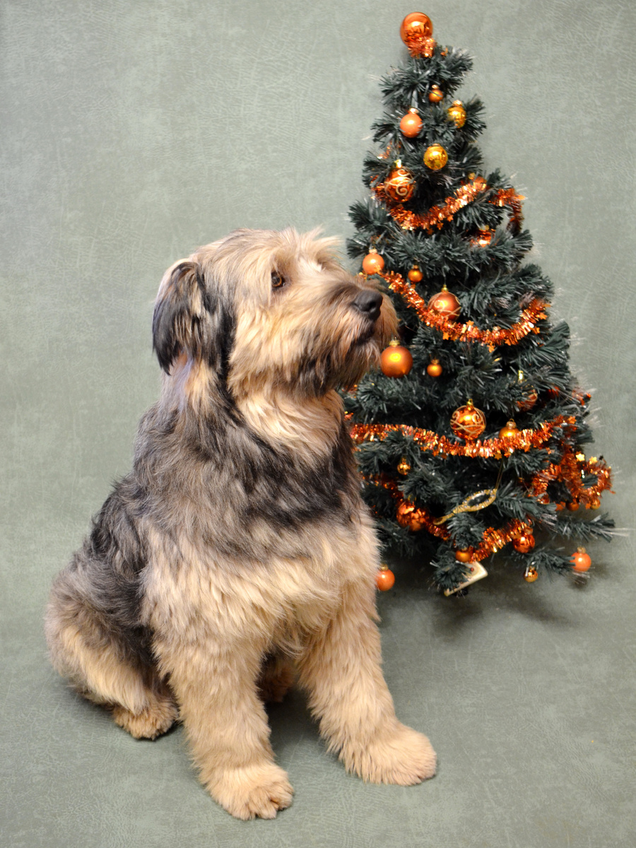 Наш пес Лахен у новогодней елки. Фото из личного архива