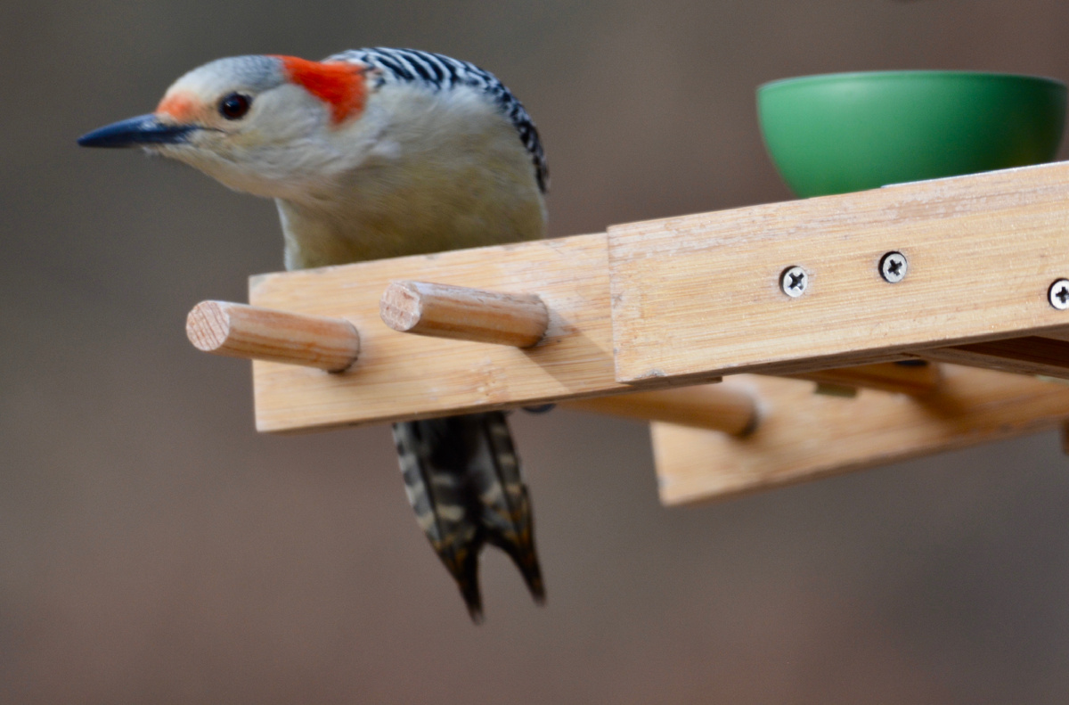 Каролинский меланерпес (фото автора). 