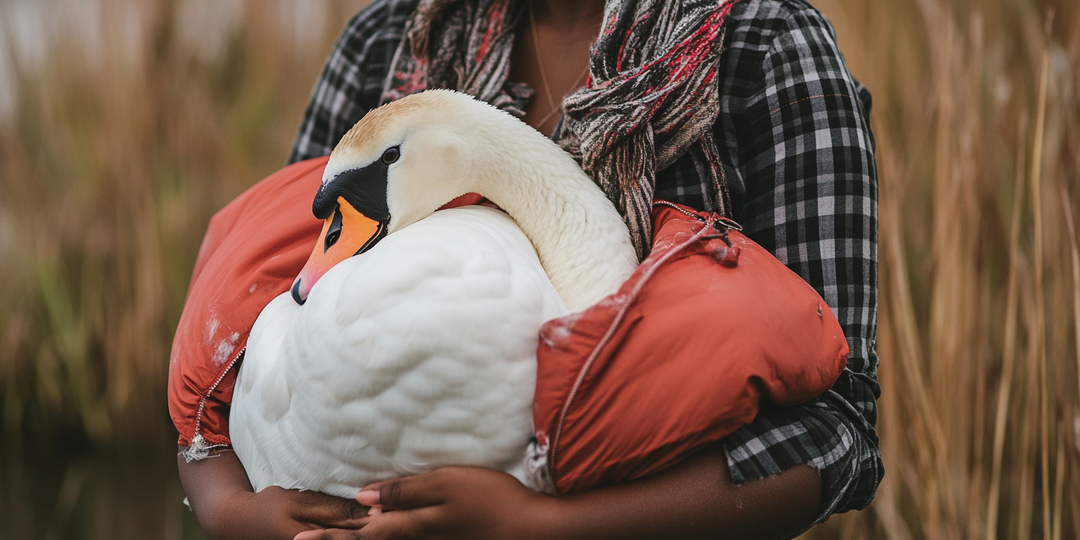 В свой день рождения девушка подобрала лебедя и провезла его на себе через Нью-Йорк