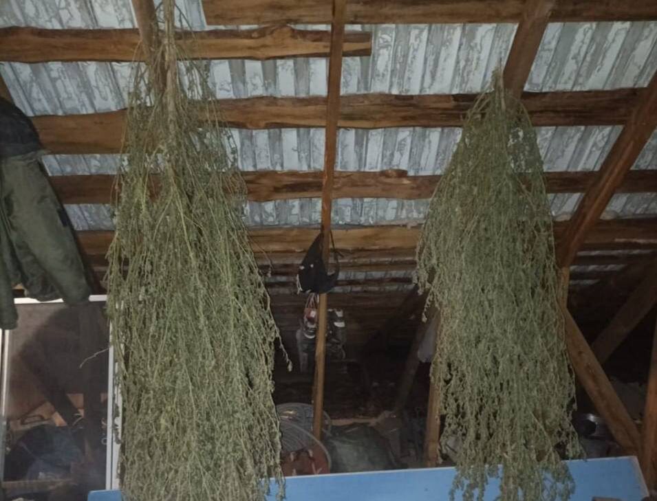    В Оренбурге у наркоагронома изъяли свыше трёх килограммов конопли и марихуаны Андрей Севостьянов