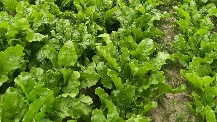 Посев гибрида РУП354ССС в р. Беларусь📷    Селекционеры и семеноводы стран ЕАЭС объединяют усилия
