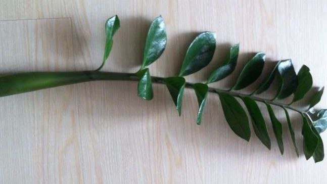 Срезаем лист и в воду