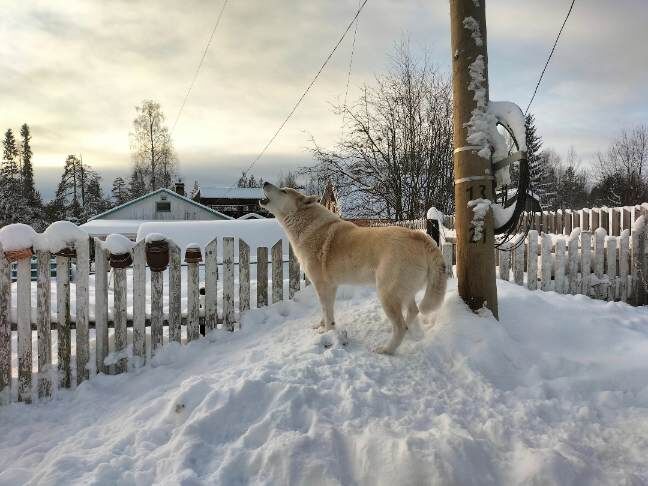 Посёлок Заречный, республика Карелия 
