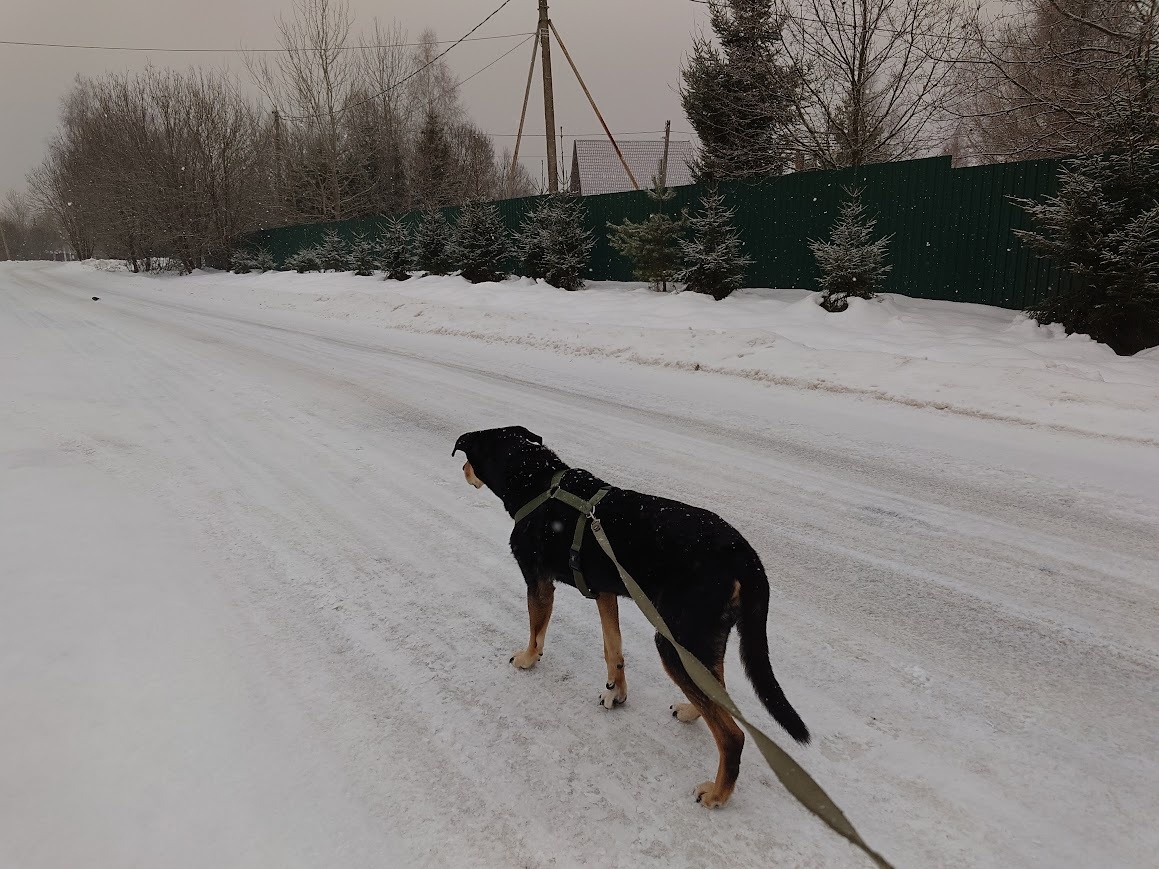 Собака заприметила голубя и решила поохотиться, но потом обошла его "по дуге"