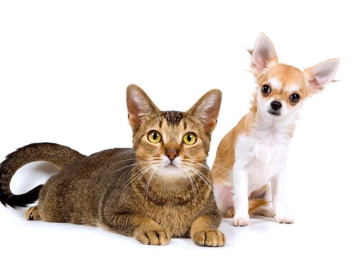 Больше интересного в нашем Telegram-канале! https://t.me/grand_prix_pet_food
