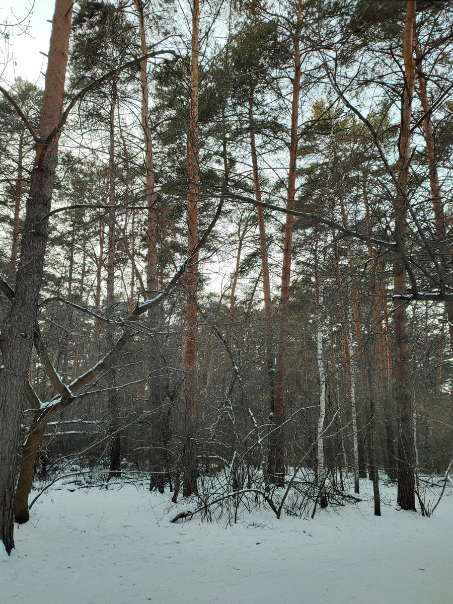 Снега нынче совсем немного 😼