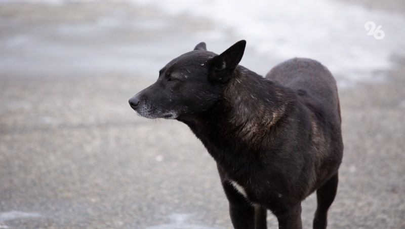      Фото: ИА «Победа26»