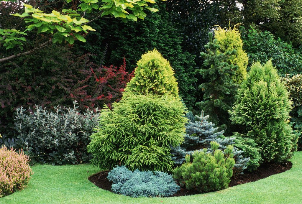 Хвойные растения
