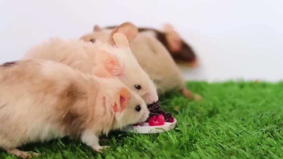 Фото: © Скриншот видео