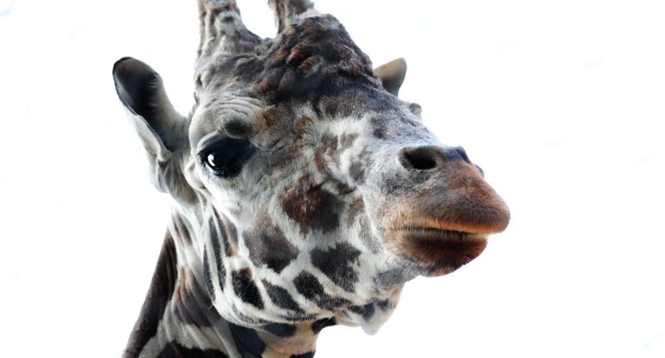    Roman Naumov/URA.RU / Global Look Press