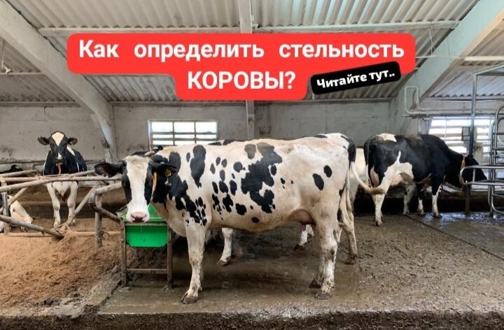 как определить стельность коровы?