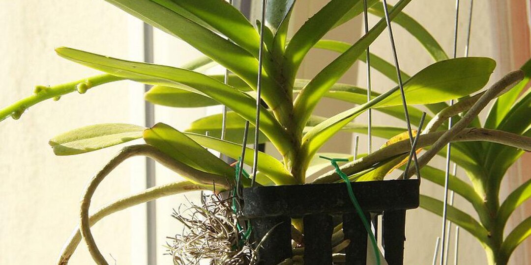 После этих шагов орхидеи будут цвести круглый год