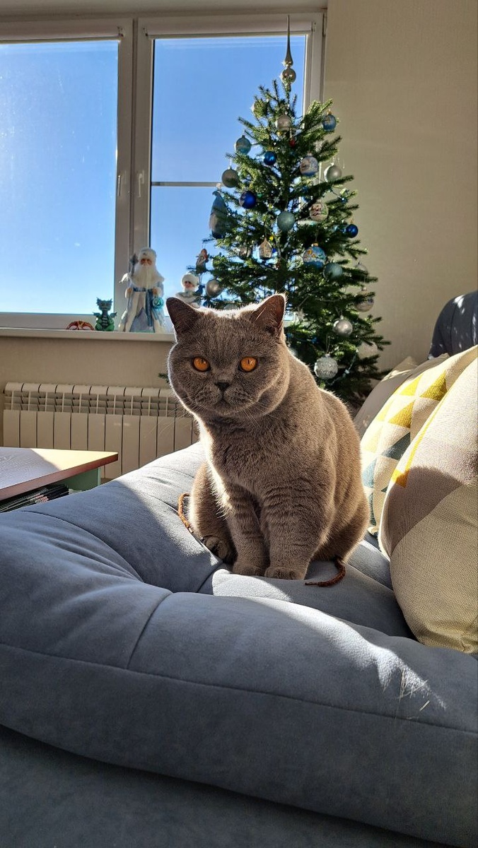 Британская кошка голубого окраса. Питомник британских кошек Silvery Snow