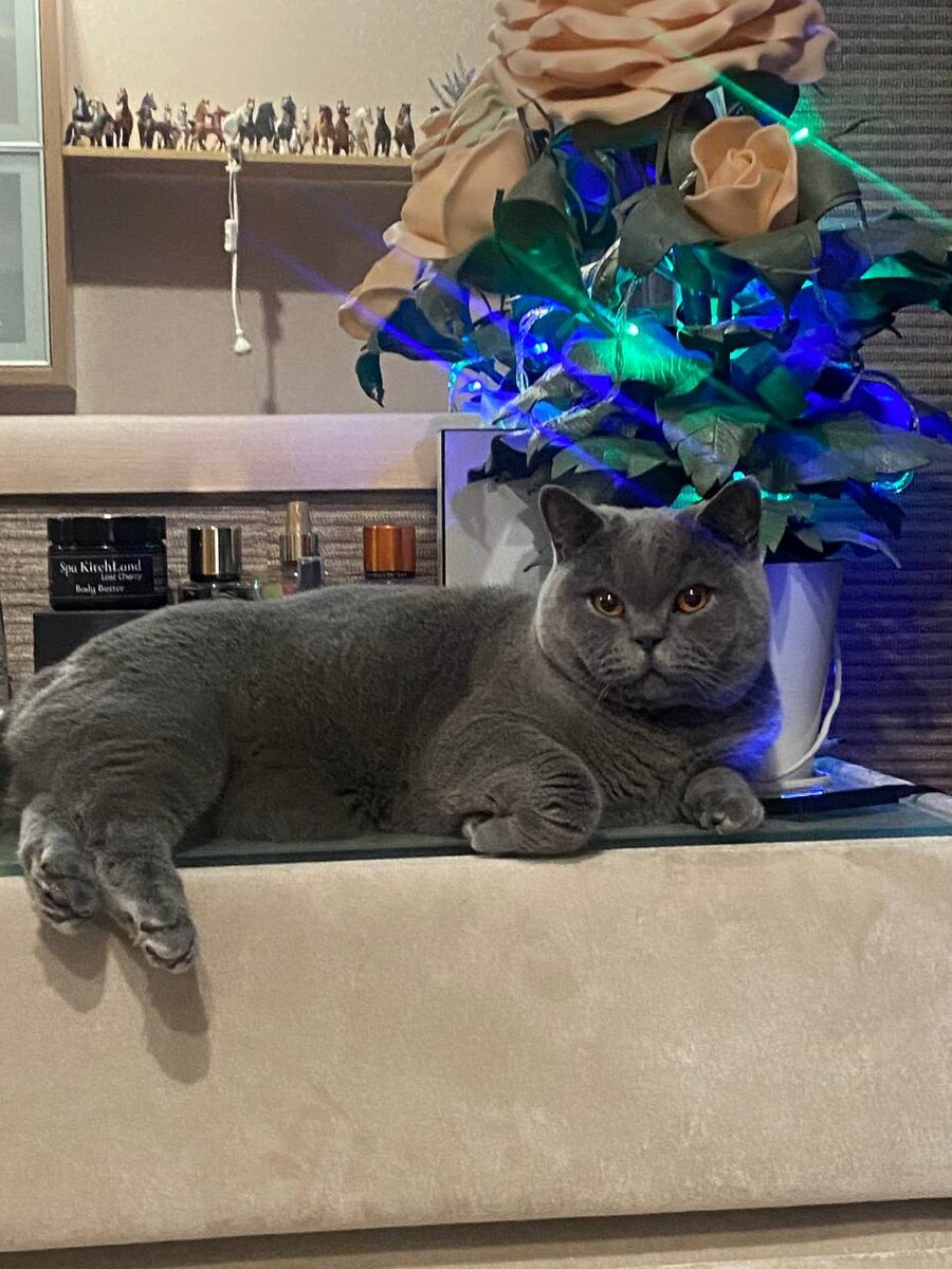 Голубой британский кот. Питомник британских кошек Silvery Snow