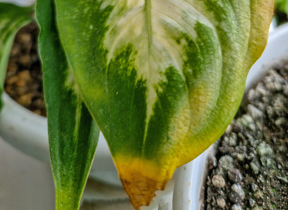 неприглядная картина...  фото автора