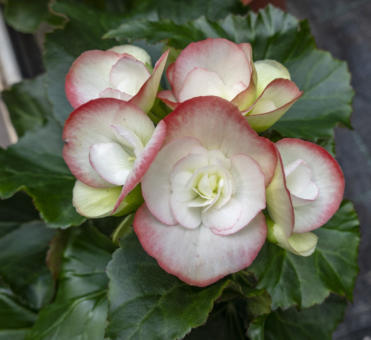 Бегония элатиор. Фото автора.