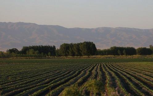 Фото с сайта agro.uz