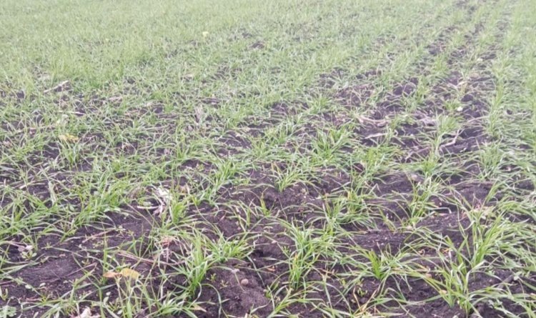    Как чувствуют себя озимые в Адыгее под Новый год после поздней посевной